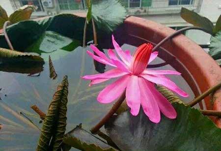 花卉睡莲的养殖方法