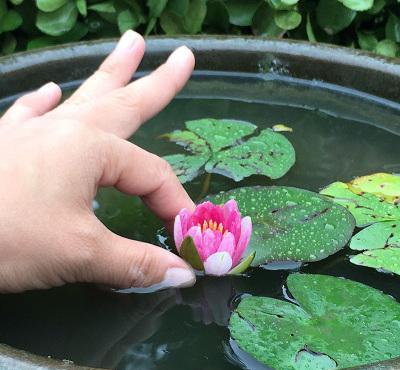 花卉睡莲的养殖方法