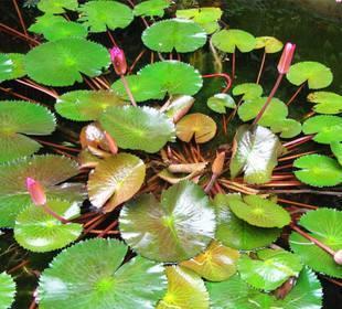 花卉睡莲的养殖方法