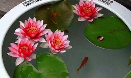 花卉睡莲的养殖方法