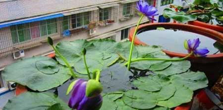 花卉睡莲的养殖方法