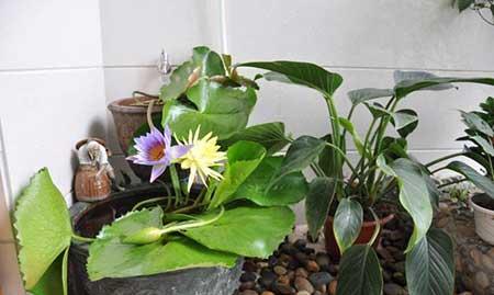 花卉睡莲的养殖方法