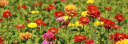 步步高花怎么养护