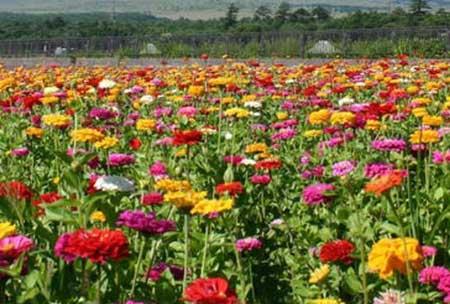 步步高花怎么养护