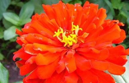 步步高花怎么养护