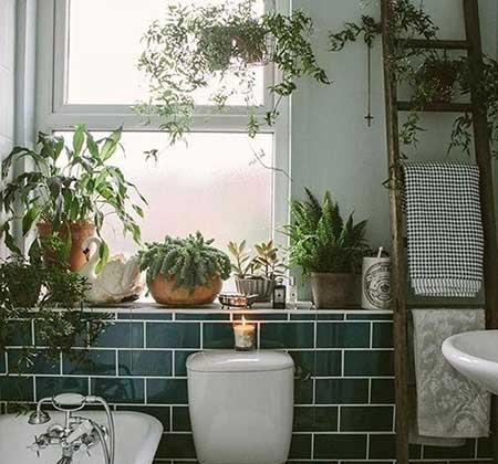 卫生间适合养什么花