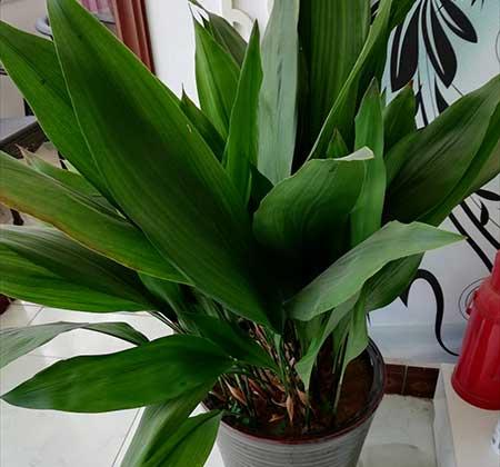 卫生间适合养什么花