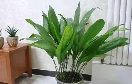 卫生间适合养什么花