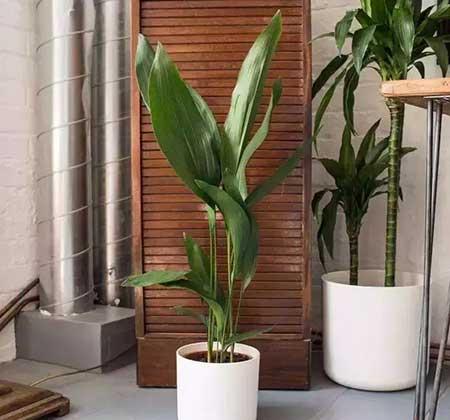 卫生间适合养什么花