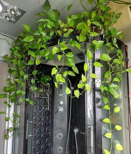 卫生间适合养什么花