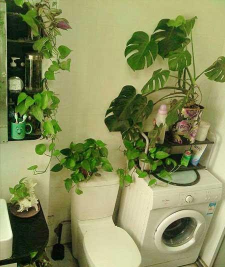 卫生间适合养什么花