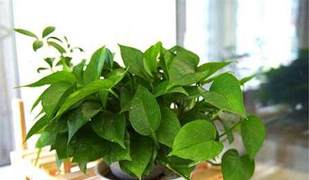 卫生间适合养什么花