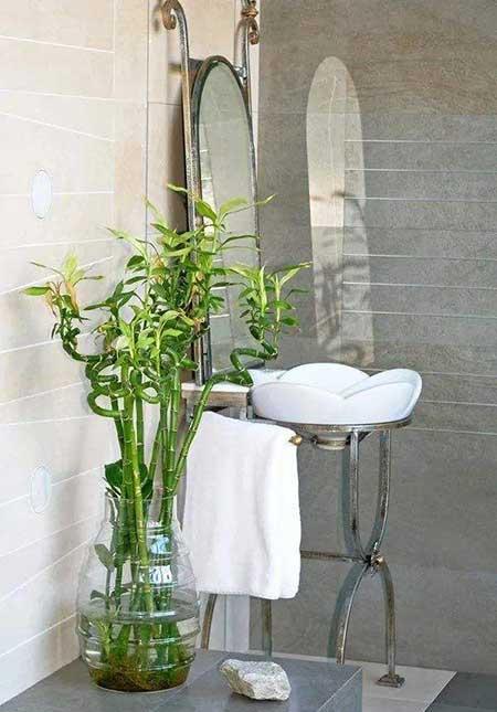 卫生间适合养什么花