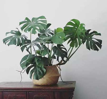 卫生间适合养什么花