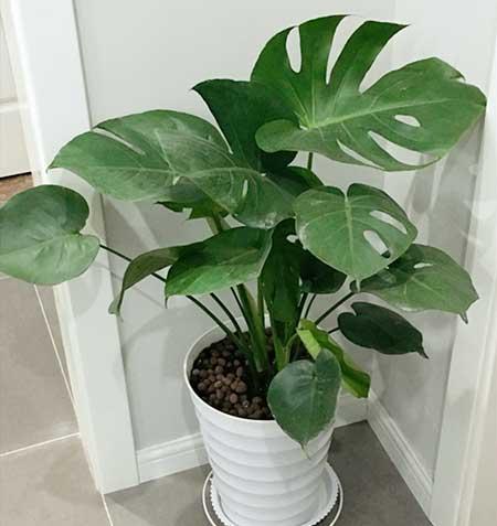 卫生间适合养什么花