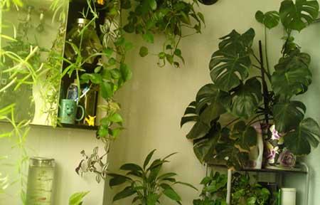 卫生间适合养什么花