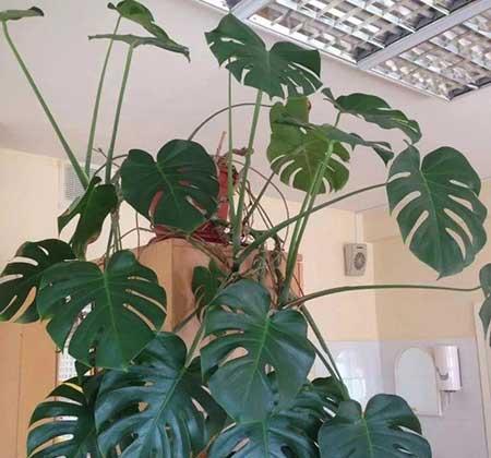 卫生间适合养什么花