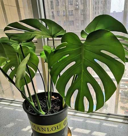 卫生间适合养什么花