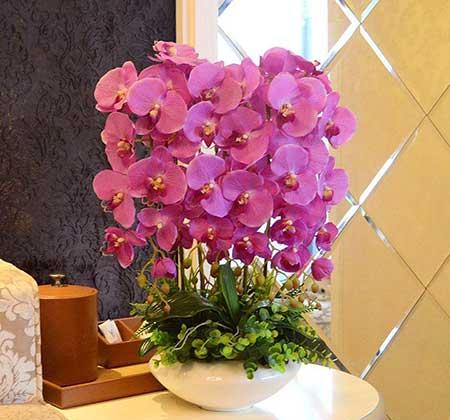 卫生间适合养什么花