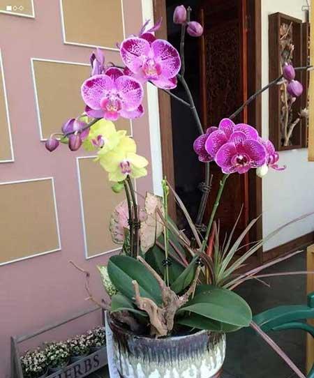 卫生间适合养什么花