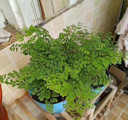 卫生间适合养什么花