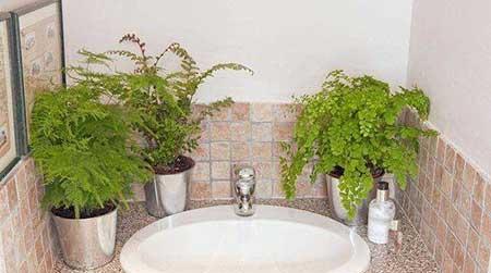 卫生间适合养什么花