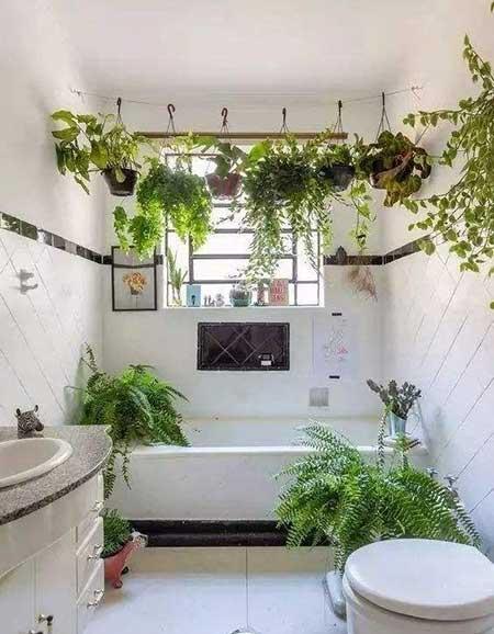 卫生间适合养什么花