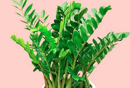 属猪的适合养什么花