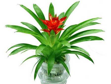 属猪的适合养什么花