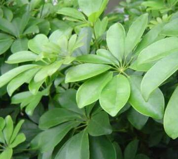 属猪的适合养什么花