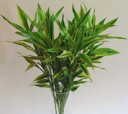 属猪的适合养什么花