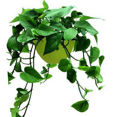 属猪的适合养什么花