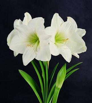 属猪的适合养什么花