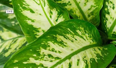 室内养什么绿植最好