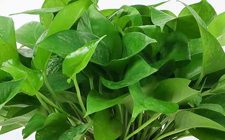 室内养什么绿植最好