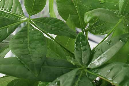 室内养什么绿植最好