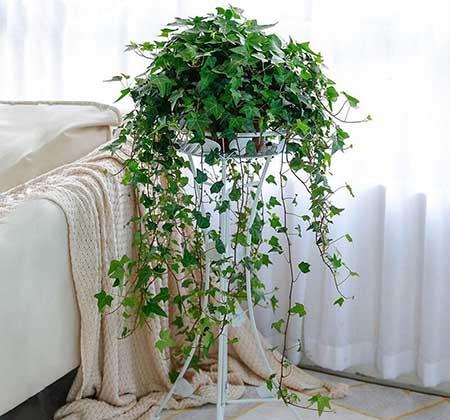 楼房适合养什么绿植