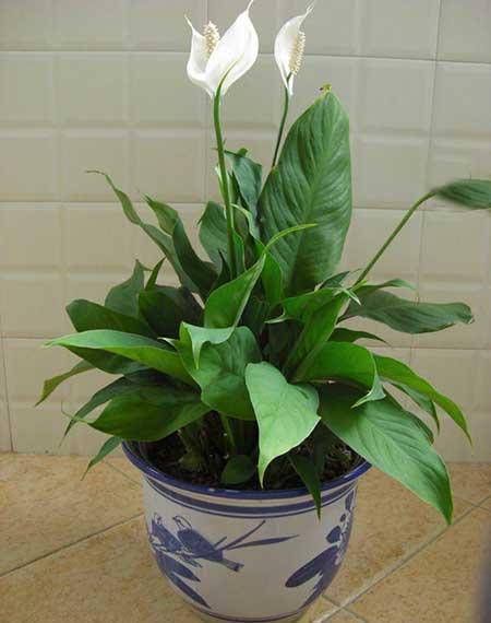 楼房适合养什么绿植