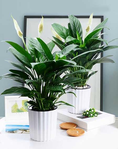 楼房适合养什么绿植