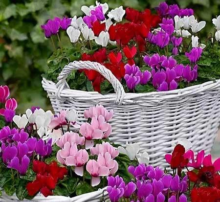 楼房适合养什么绿植