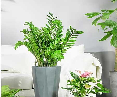 楼房适合养什么绿植