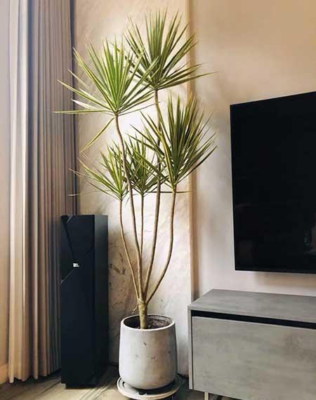 楼房适合养什么绿植