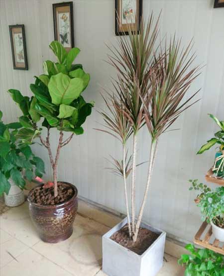 楼房适合养什么绿植