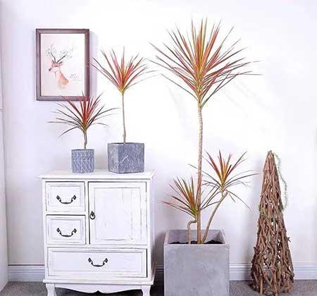 楼房适合养什么绿植