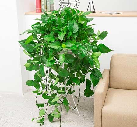 楼房适合养什么绿植