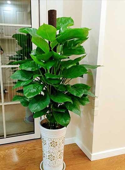 楼房适合养什么绿植