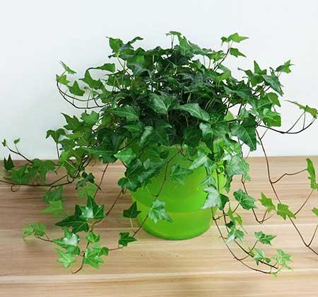 楼房适合养什么绿植