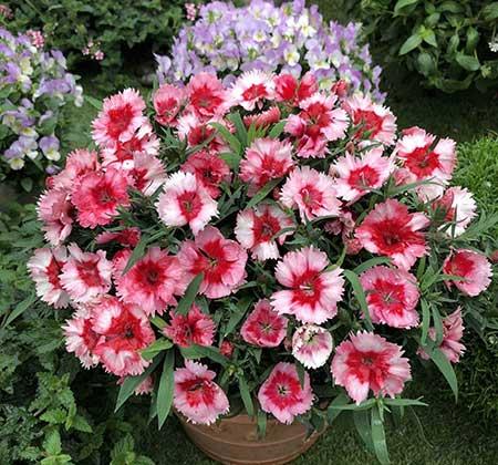 家庭适合养的绿植