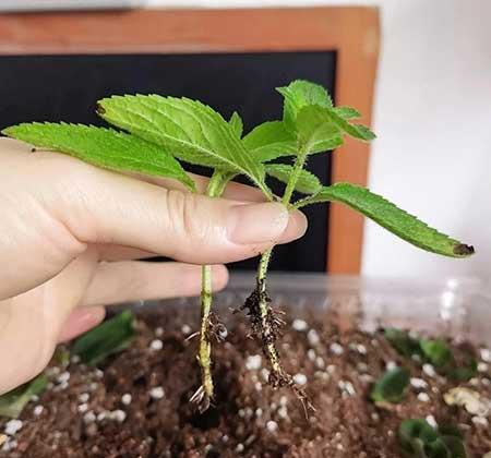 家庭适合养的绿植