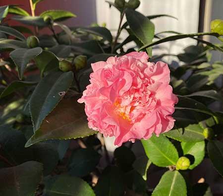 茶花盆栽怎么养